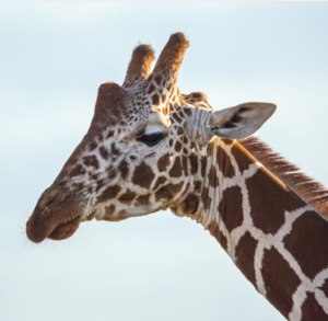 Kenya’s private conservancies: